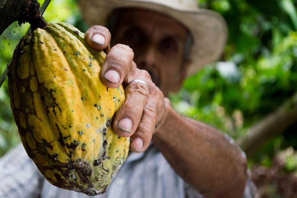 Producteur de cacao