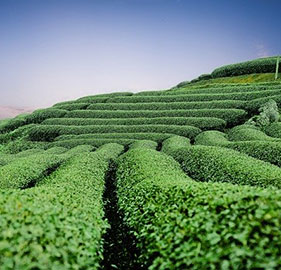 Plantation de yerba maté