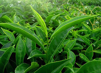 feuilles de yerba maté